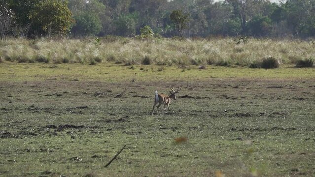 The marsh deer, Blastocerus dichotomus, also swamp deer, largest deer species from South America can mostly be found in the swampy region of the pantanal, Brazil, South America