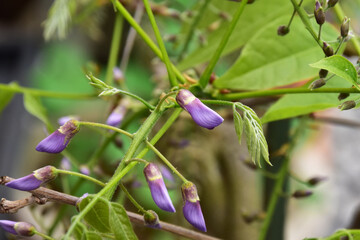 鉢植えのフジの蕾