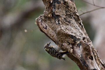 枯れ木にコゲラ