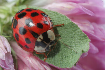 Red ladybug on green leaf of pink flower, macro view