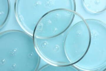 Petri dishes with liquid samples on light blue background, top view