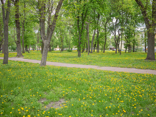 silent trail path surrounded with yellow wildflowers and green trees in the park of chernihiv