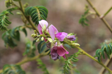 Pink flower on a Swainsona plant in a garden