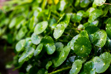  Natural background of Centella asiatica or in Indonesia we call 