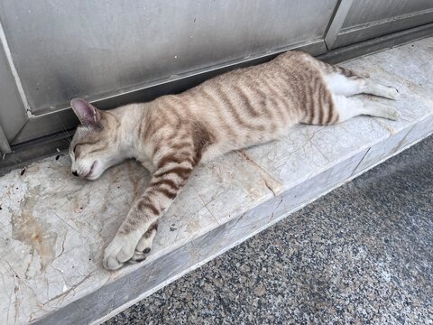 Cute sleepy and tired Thai domestic cat lay down on the floor. Lazy pet concept.