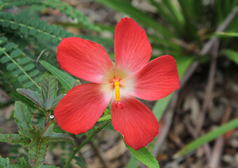 Red flower on a Native Rosella (Abelmoschus moschatus) plant in a garden