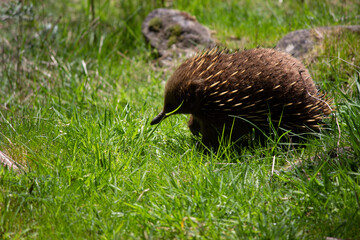 Echidna in spring grass
