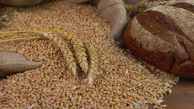 Organic dark rye bread and wheat grain on wooden table. Rural agriculture scene. Healthy natural bio food concept. Organic farmland. Ears of grain stem of cereal wheat plant