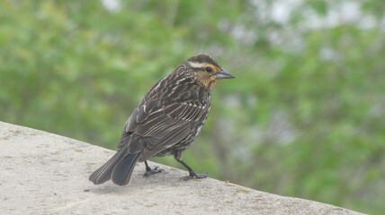 Fototapeta premium female red-winged blackbird perched