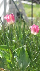 pink and white tulip flowers close up image,