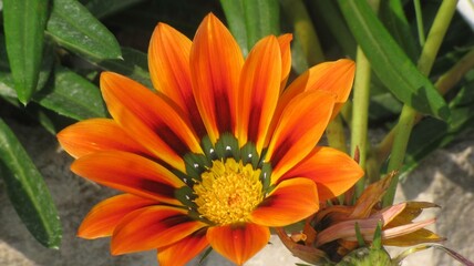 orange flower in the garden
