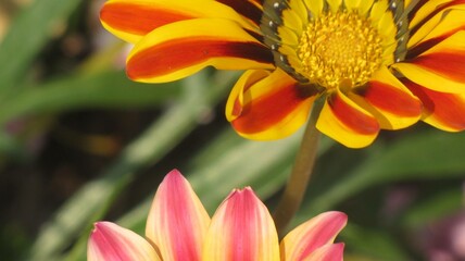 red yellow and dahlia