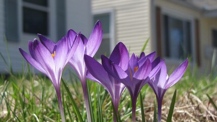 purple crocuses in the garden