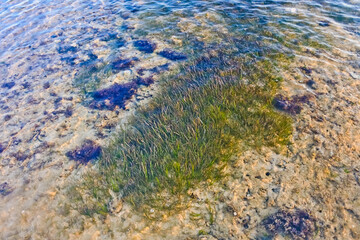 close-up view of coral reefs on the coast