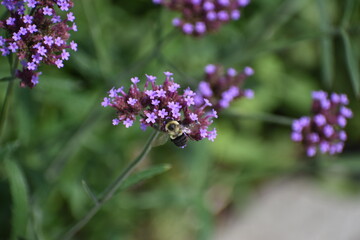 flowers in the garden with a bee