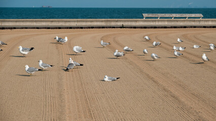 a flock of seagulls, A group portrait of the seagulls， 一群沙鸥，沙鸥的群像