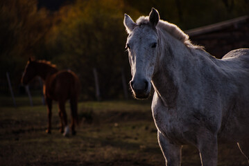 Obraz na płótnie Canvas wild Horses in Patagonia Argentina