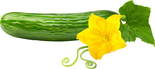 Realistic raw cucumber whole vegetable. Isolated 3d vector ripe fresh veggie with bright yellow bloom, green leaf and tendrils. Organic agricultural and farming production, vitamin healthy food