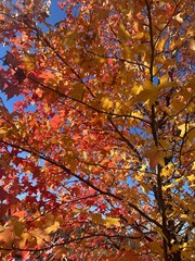 autumn in Virginia