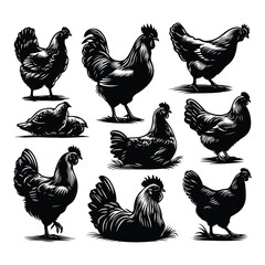 Set of Chicken silhouettes isolated on a white background, Vector illustration. - obrazy, fototapety, plakaty