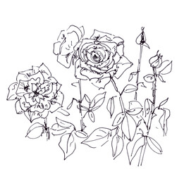 roses graphic black and white drawing on white background