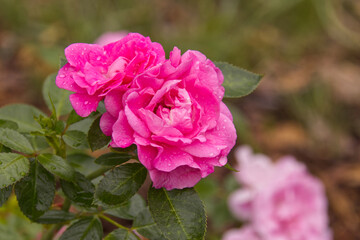 Pink Rose in a Garden