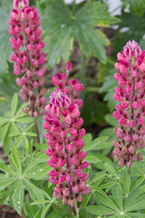 Lupins Blooming in a Garden