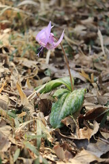 一株のカタクリの花　横向き