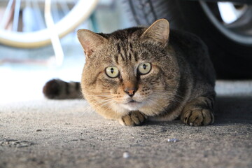 車の下にいた真正面顔の猫