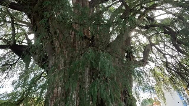 Tule tree slow footage of the largest tree in Mexico, Montezuma Cypress, 2000 years old, located in Oaxaca. 