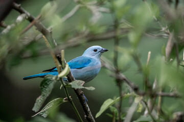 Obraz premium cute little blue bird sitting in tree