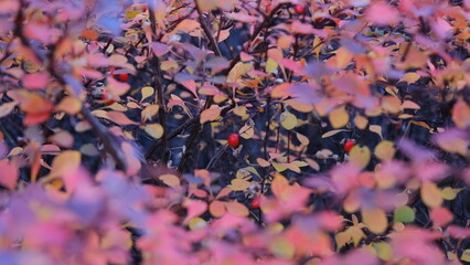 Red leaves and red berries, holiday vibe