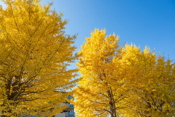 Fototapeta premium 快晴の青空を背景に映えるイチョウの黄葉