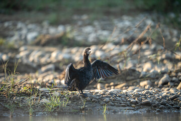 Little Cormorant Drying its Feathers