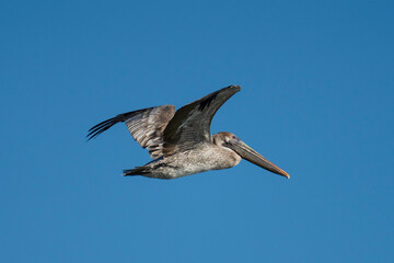 pelican in flight