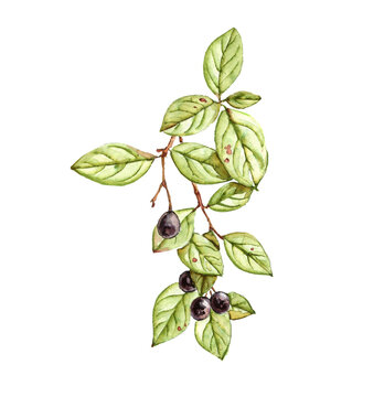 watercolor drawing branch of shiny cotoneaster with leaves and berries, isolated at white background, natural element, hand drawn botanical illustration