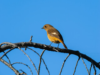 ジョウビタキのメス