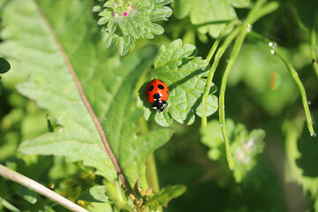 葉の上のテントウムシ