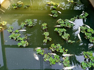 dead fish floated in the dark water, water pollution