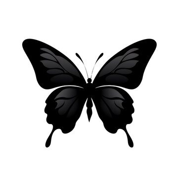 Black Butterfly in Shadow. Butterfly black icon. Butterfly silhouette isolate png.