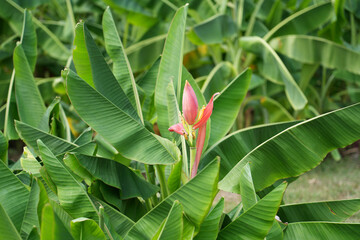 Fototapeta na wymiar Blooming mini bananas with red flower tree plantation in nature with daylight, in a rural area.