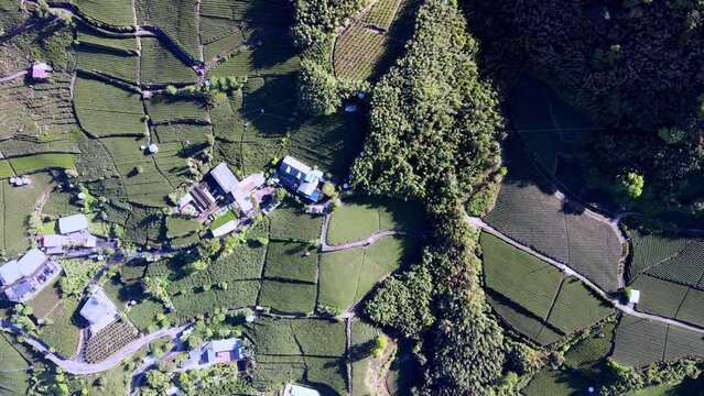 Alishan National Forest Recreation Area, situated in Alishan Township, Chiayi , TAIWAN
