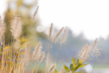 Setaria growing in the park