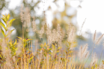 Setaria growing in the park