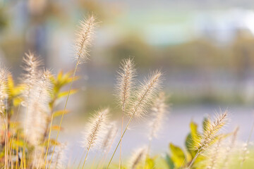 Obraz premium Setaria growing in the park