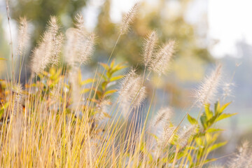 Setaria growing in the park