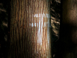 森の樹に描かれた白い鳥居