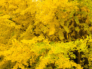 少しだけ緑が残るイチョウの黄葉