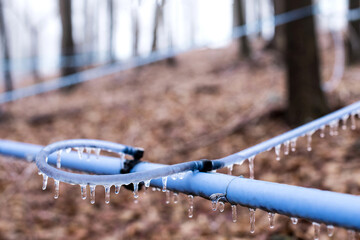 Maple tree syrup collection tubes frozen with icicles from Massachusetts 