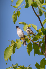 The sooty headed bulbul bird, Pycnonotus aurigaster is perching on the tree. Indonesia locally name is Kutilang bird